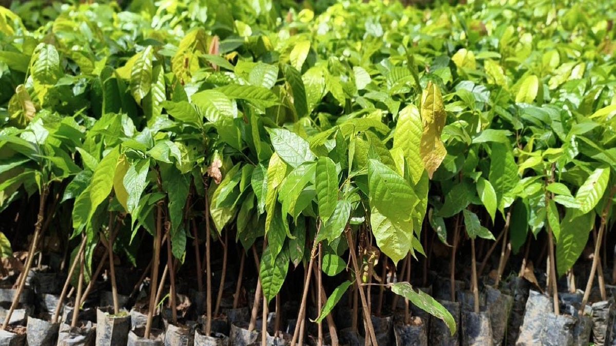 Alan Queiroz destina 3 mil mudas de cacau para produtores de Buritis