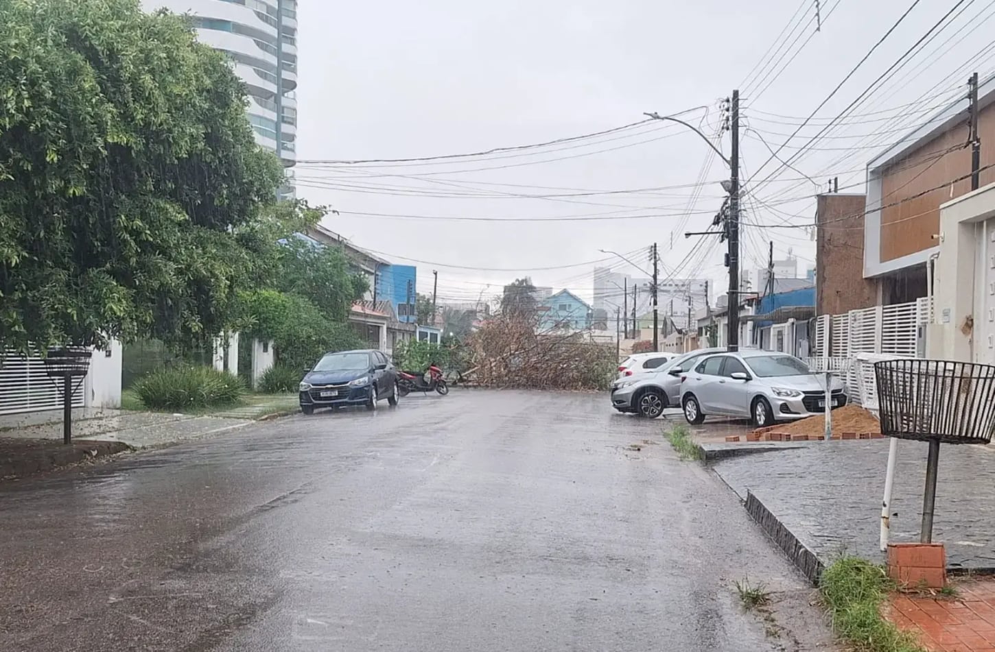 Chuva intensa aumenta o alerta para a queda de árvores em Porto Velho
