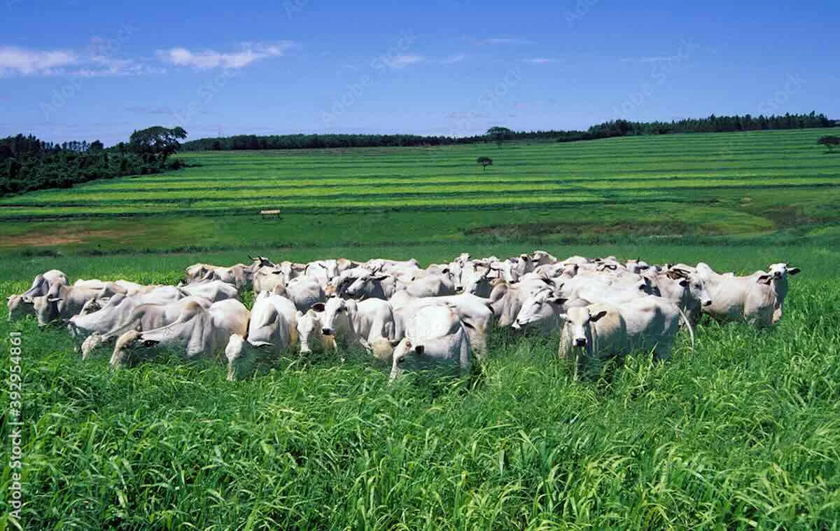 ICMS do gado: Rondônia reajusta pauta de 22 categorias de bovinos