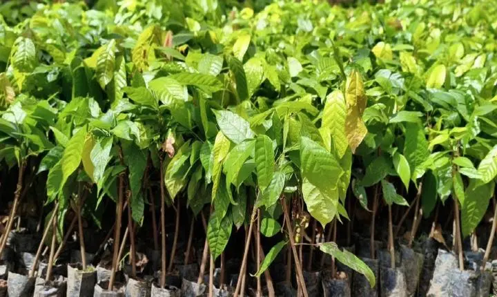 Alan Queiroz destina 3 mil mudas de cacau para produtores de Buritis